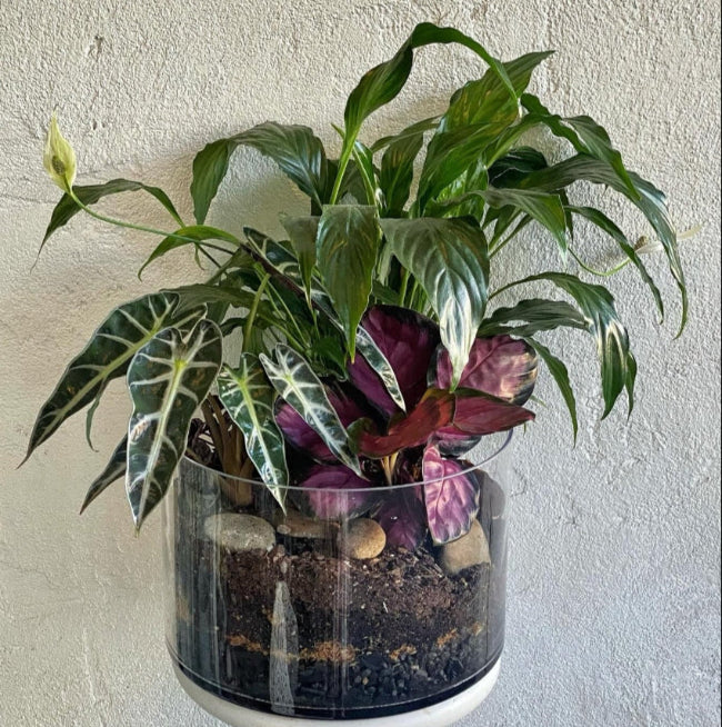 Terrariums