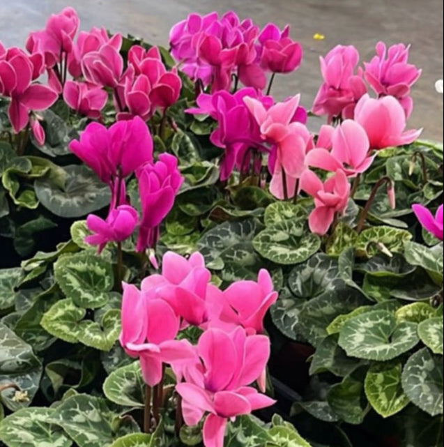 Cyclamen plants