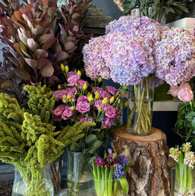 Hydrangea