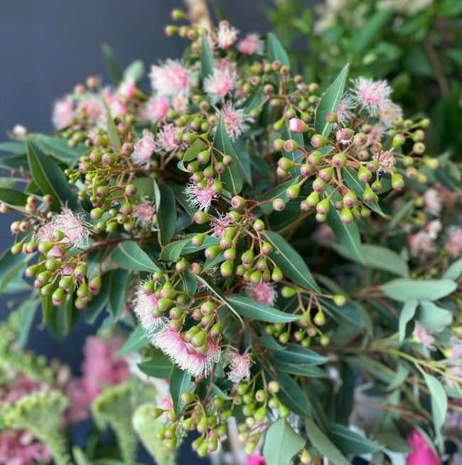 Flowering gum